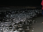 Participate in a Grunion Run