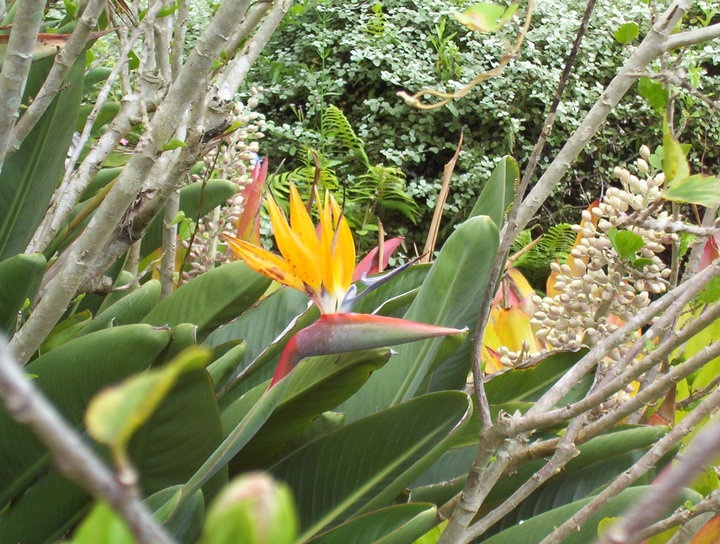 Enchanting Floral Gardens of Kula