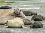 Watch Elephant Seal's at Piedras Blancas State Marine Reserve , San Simeon, California