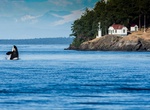 Go Orcas in Haro Strait, Washington State
