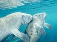 Crystal River Manatee Swim or Boat Ride from Orlando