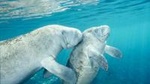 Crystal River Manatee Swim or Boat Ride from Orlando