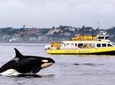 Half-Day Whale Watching Adventure from Victoria