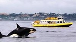 Half-Day Whale Watching Adventure from Victoria