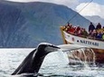 Traditional Oak Ship Whale Watching Tour From Husavik