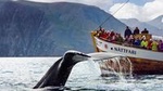 Traditional Oak Ship Whale Watching Tour From Husavik