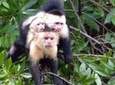 Monkey & Crocodile Riverboat Safari from Tamarindo