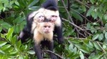 Monkey & Crocodile Riverboat Safari from Tamarindo