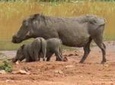Pilanesberg Safari Adventure from Johannesburg