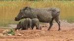 Pilanesberg Safari Adventure from Johannesburg