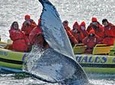 Zodiac Whale Watching Adventure from Victoria