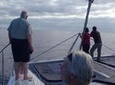 Madeira Dolphin and Whale Watching on a Sailing Catamaran