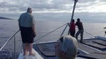 Madeira Dolphin and Whale Watching on a Sailing Catamaran