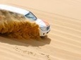 Half-Day Desert Safari from Abu Dhabi 