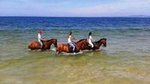 Horse Riding Tour on the Beach Lisbon region