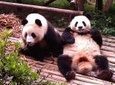 Private Tour: Chengdu Panda Base and Leshan Grand Buddha