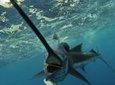 Four-Hour Fishing Tour in Dominica