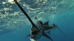 Four-Hour Fishing Tour in Dominica