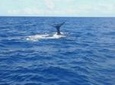 Waitukubuli Dolphin and Whale Watch in Dominica