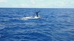 Waitukubuli Dolphin and Whale Watch in Dominica