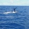 Waitukubuli Dolphin and Whale Watch in Dominica