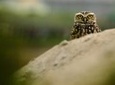 Pantanos de Villa Wildlife Refuge Tour in Lima