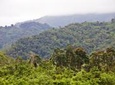 Blue Mountain Bicycle Tour from Montego Bay