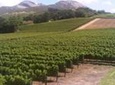 Private Half DayTour:Cape Winelands, Stellenbosch and Franschhoek from Cape Town