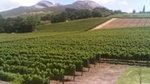 Private Half DayTour:Cape Winelands, Stellenbosch and Franschhoek from Cape Town