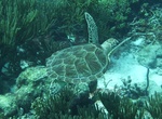 Dive or Snorkel with Turtles off Bonaire