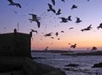 4-Day Essaouira ( Astapor / Game of Thrones )