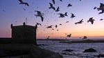 4-Day Essaouira ( Astapor / Game of Thrones )