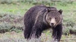 Half-Day Wildlife Safari Tour at Grand Teton National Park