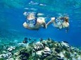 Molokini and Turtle Arches Snorkeling Trip from Ma'alaea Harbor