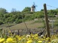 Private Wine Tour to Burgundy Region from Paris