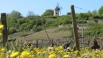 Private Wine Tour to Burgundy Region from Paris