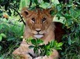 4-Day Masai Mara and Lake Nakuru safari from Nairobi