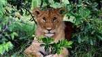 4-Day Masai Mara and Lake Nakuru safari from Nairobi