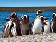 Punta Tombo Penguin Colony from Puerto Madryn with optional Toninas Watching