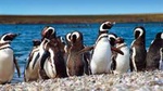Punta Tombo Penguin Colony from Puerto Madryn with optional Toninas Watching