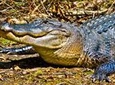 Small-Group Swamp Tour by Airboat with Downtown New Orleans Pickup