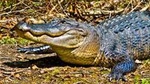 Small-Group Swamp Tour by Airboat with Downtown New Orleans Pickup