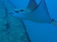Two Tank Certified Wreck SCUBA Diving From Waikiki