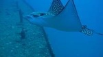 Two Tank Certified Wreck SCUBA Diving From Waikiki