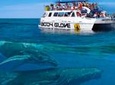 Whale Watch Excursion from the Big Island