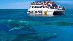 Whale Watch Excursion from the Big Island