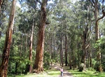 Explore Dandenong Ranges National Park, Victoria, Australia