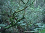 Hike Sherbrooke Track, Dandenong Ranges National Park, Victoria, Australia
