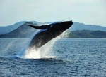 See Humpback Whales off Whitsunday Islands, Queensland, Australia