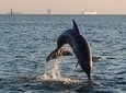 1.5-hour Dolphin Sightseeing Cruise from Tampa